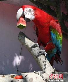 瓜被鸟吃文案,一场瓜与鸟的趣味邂逅