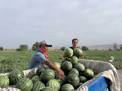 沂南吃瓜现场,街头巷尾共享夏日清凉时光
