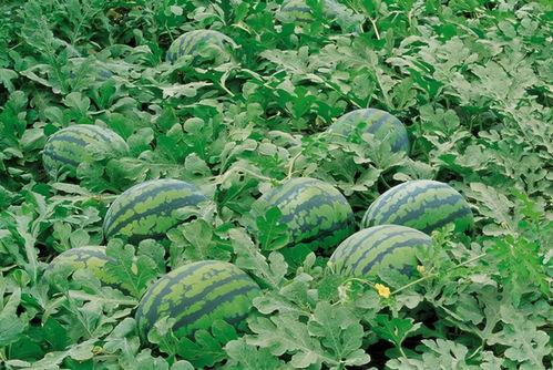 邹城人民吃瓜群,揭秘民间趣味生活圈