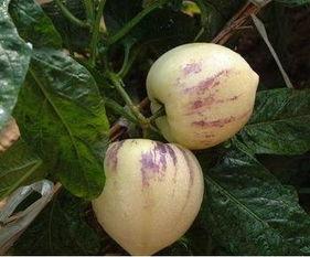 肠癌可吃梨瓜,梨瓜助力健康恢复