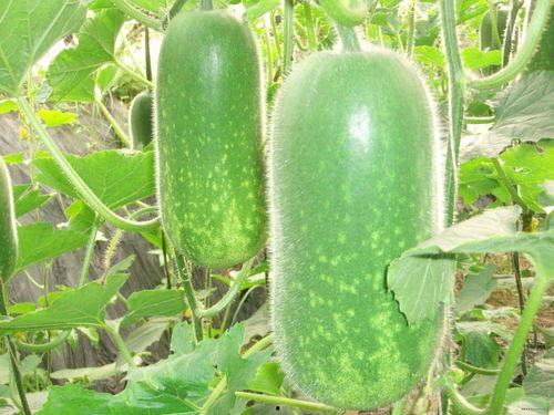 1913吃瓜,揭秘那个时代的“吃瓜群众”