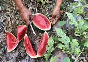 吃货摘瓜,吃货摘瓜的味蕾冒险记